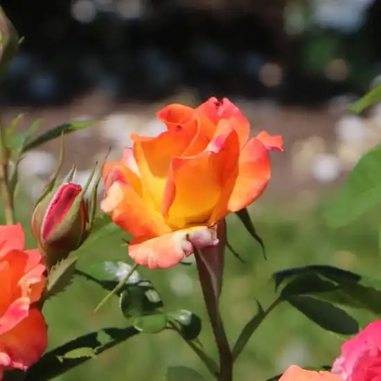 Trandafiri Floribunda - Trandafiri - Feurio ® - 